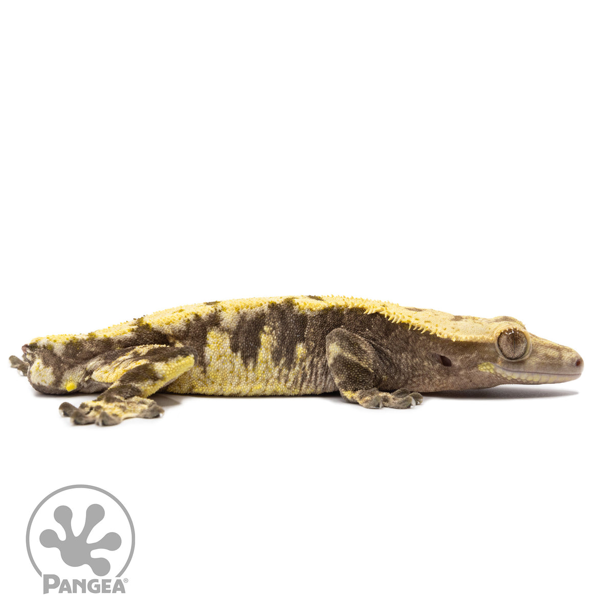 Cr-2009 facing right