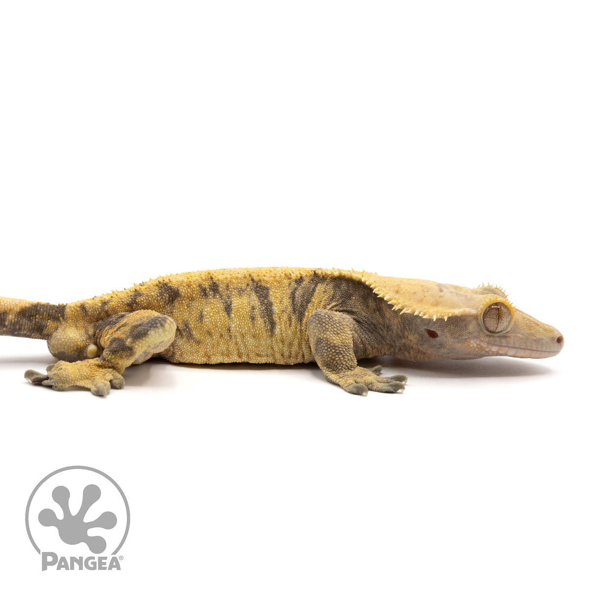 Cr-2011 facing right