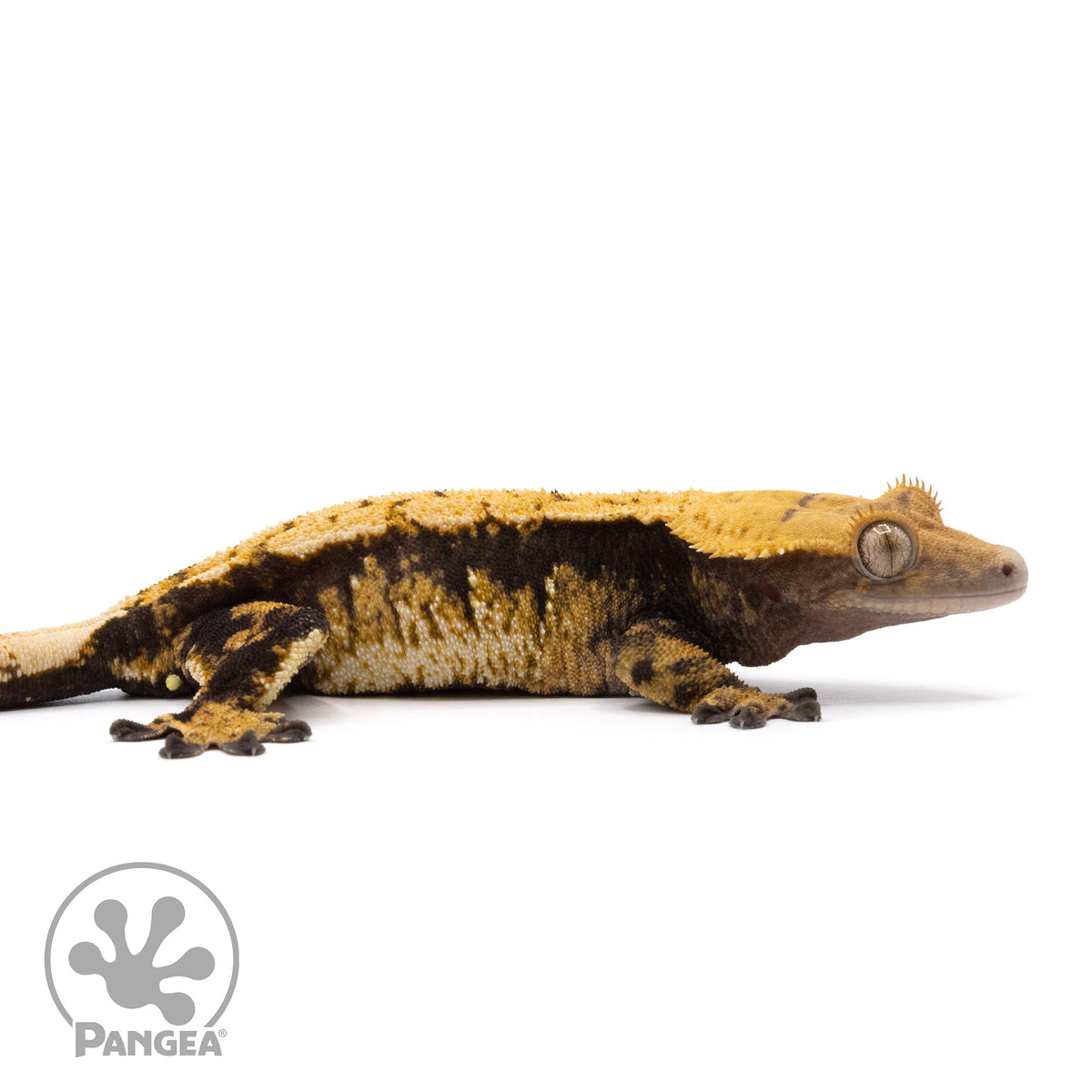 Cr-2018 facing right