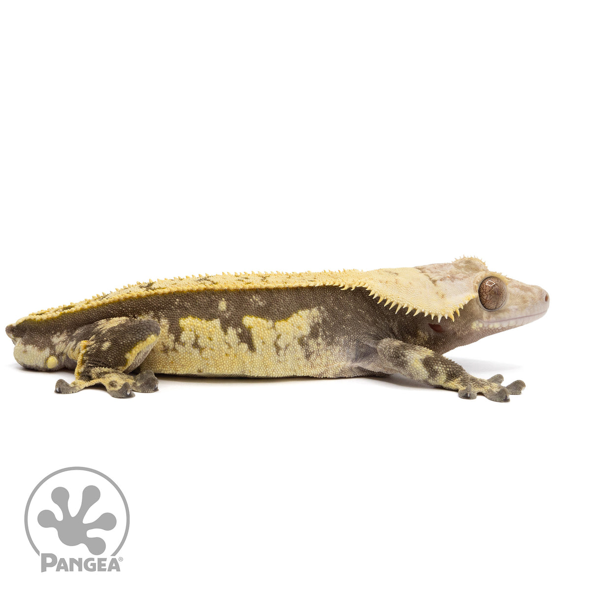 Cr-2019 facing right