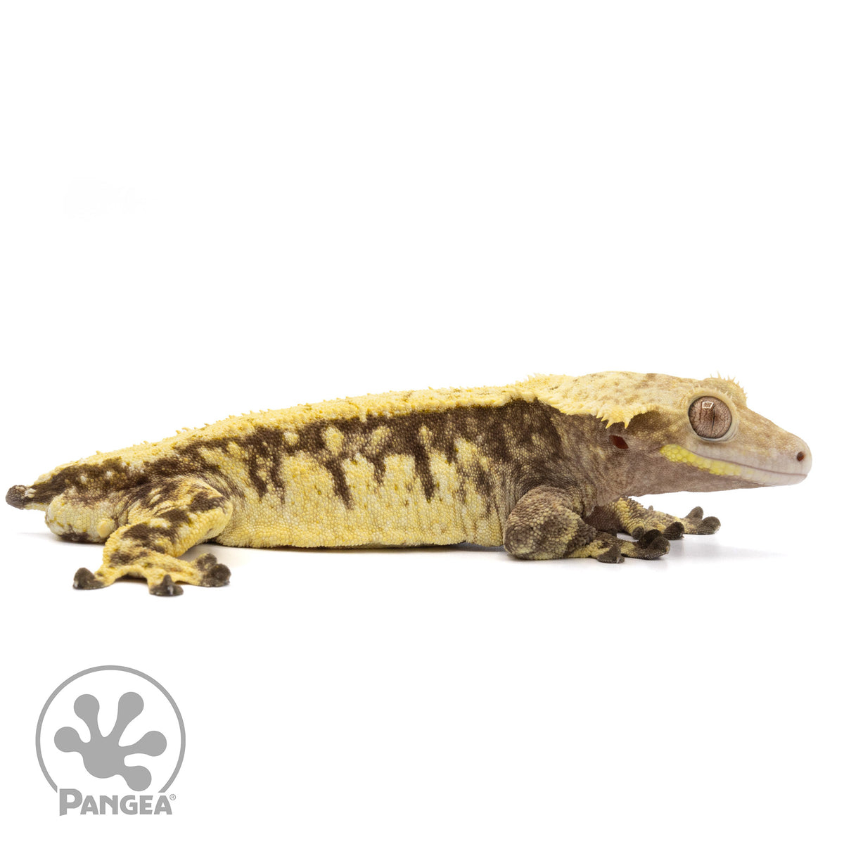 Cr-2025 facing right