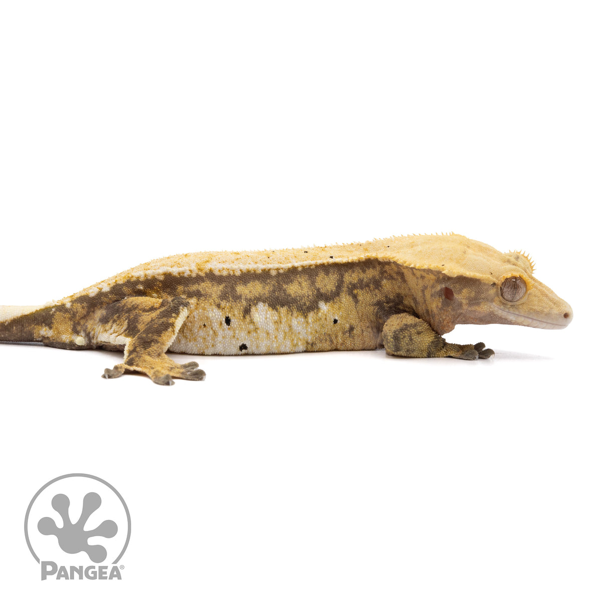 Cr-2026 facing right