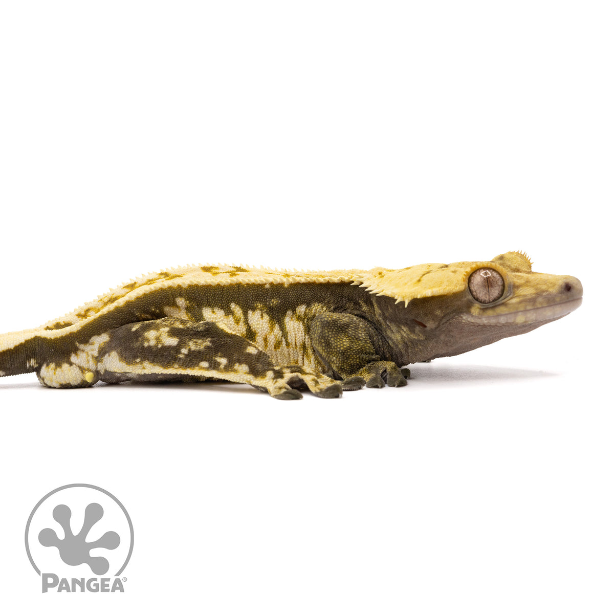 Cr-2027 facing right