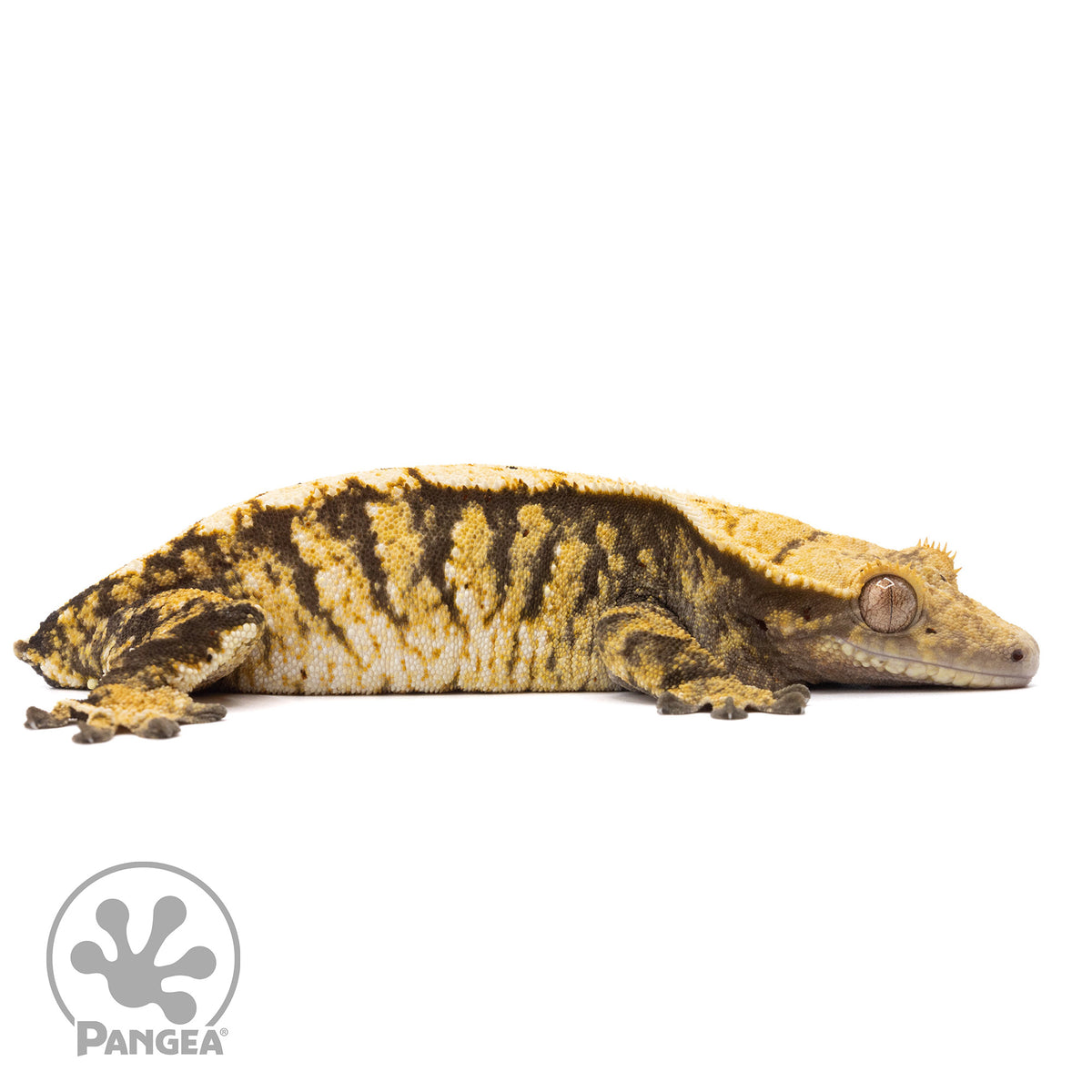 Cr-2030 facing right