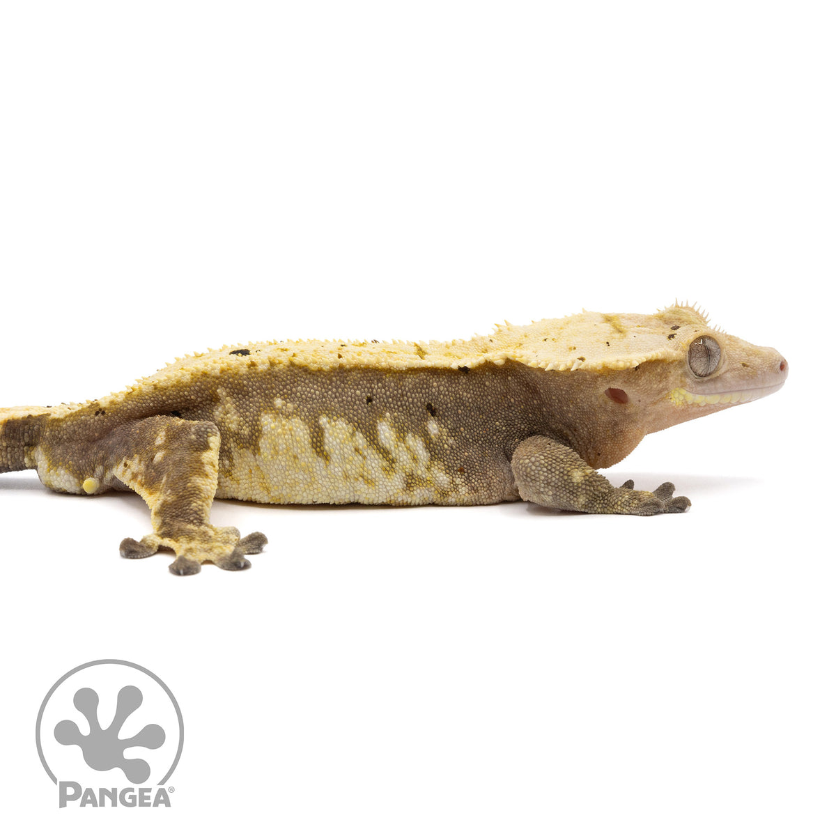 Cr-2033 facing right