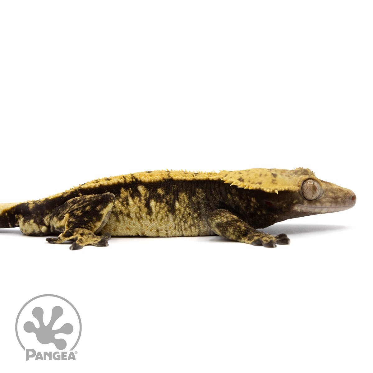 Cr-2036 facing right