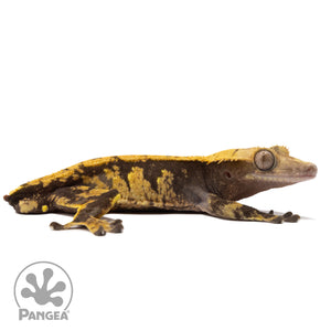 Cr-2038 facing right