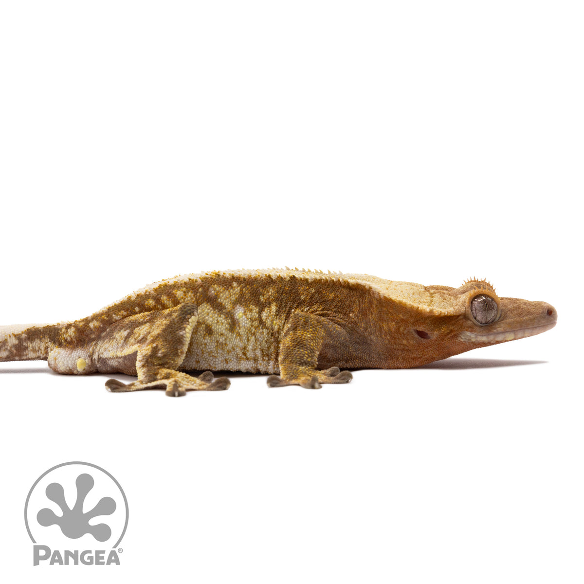 Cr-2041 facing right