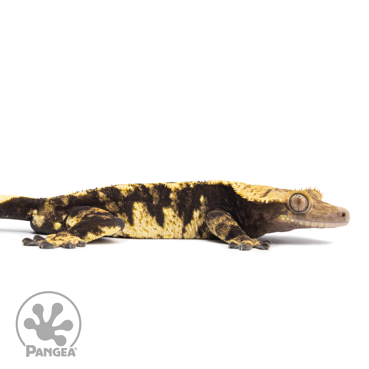 Cr-2044 facing right