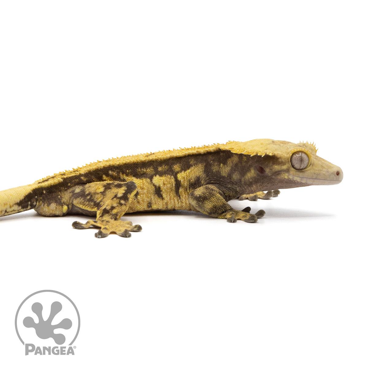 Cr-2045 facing right