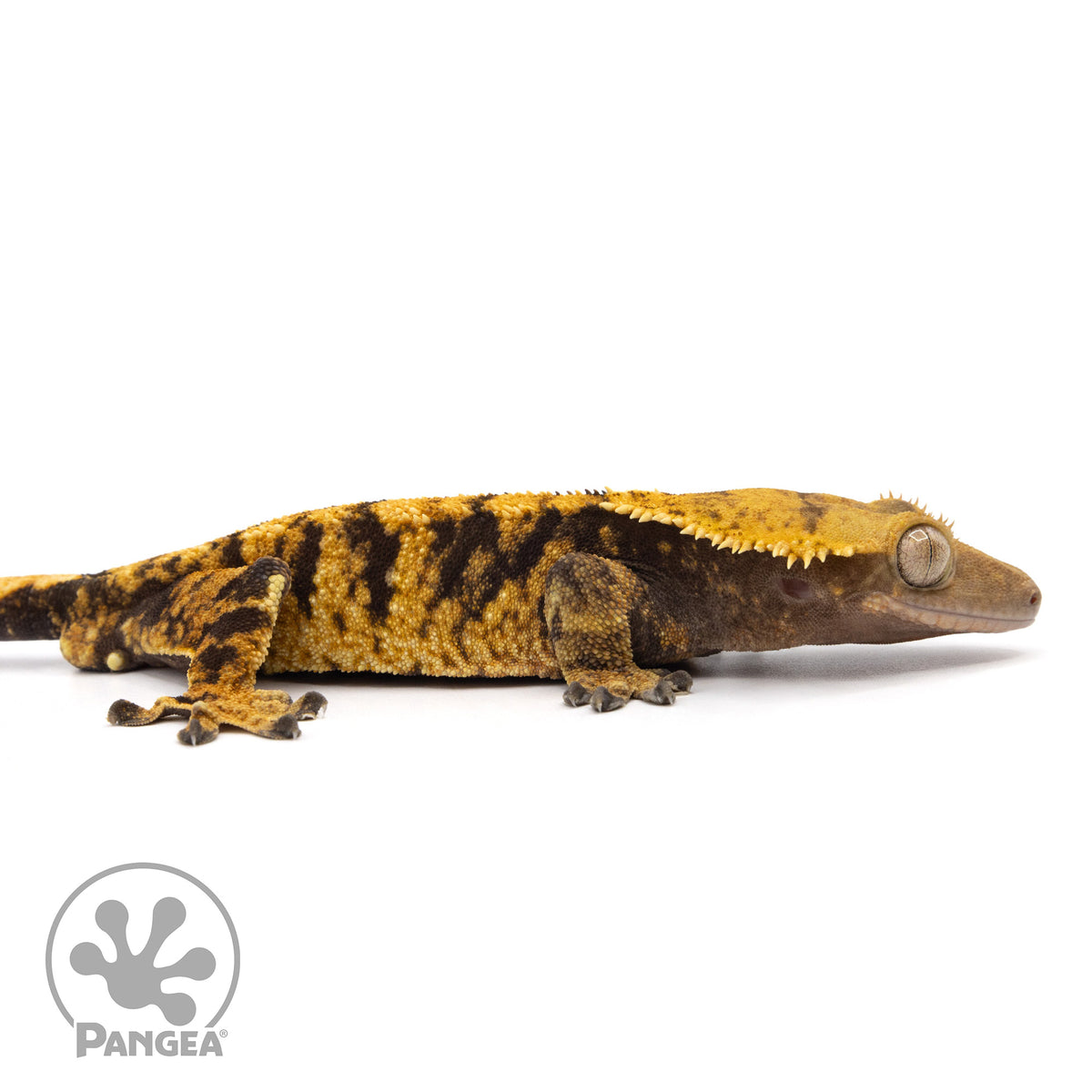 Cr-2048 facing right