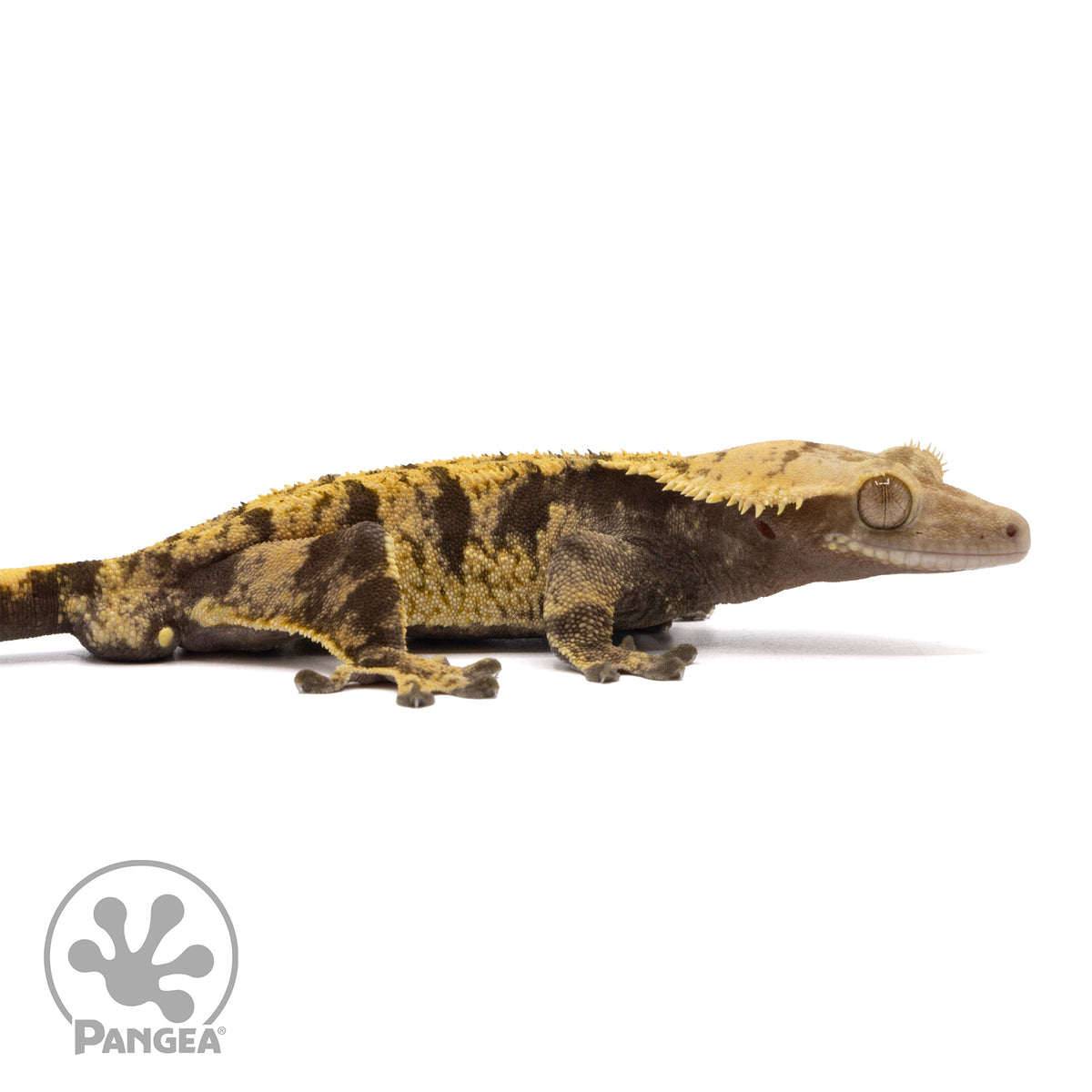 Cr-2051 facing right