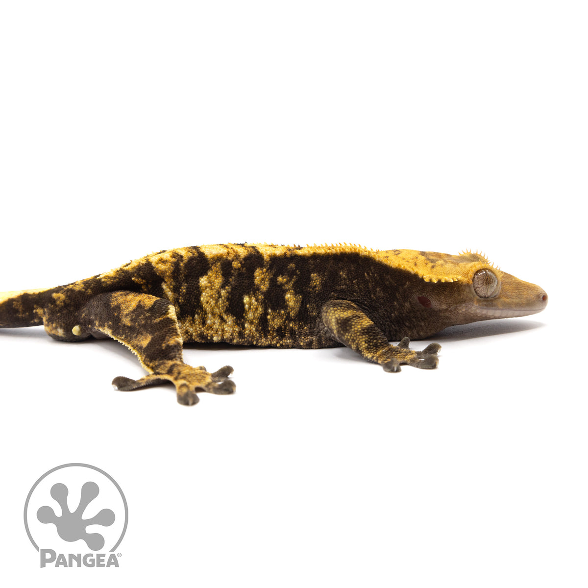 CR-2059 Facing Right