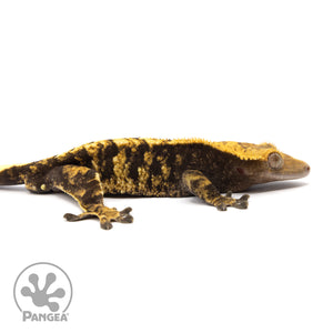 CR-2059 Facing Right