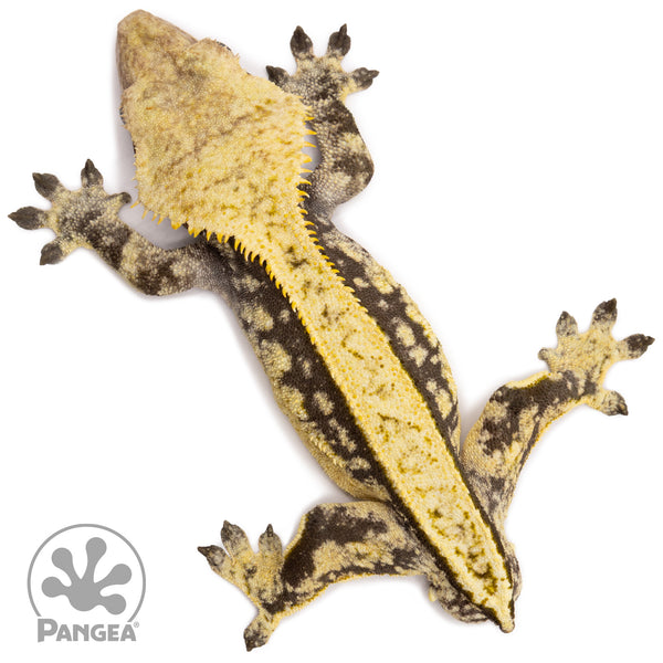 Male White Wall Extreme Crested Gecko | Pangea Reptile | Cr-2062