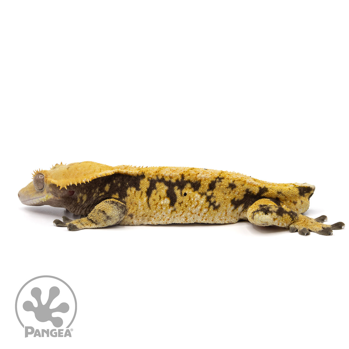 Male Tricolor Extreme Harlequin Crested Gecko Cr-2063