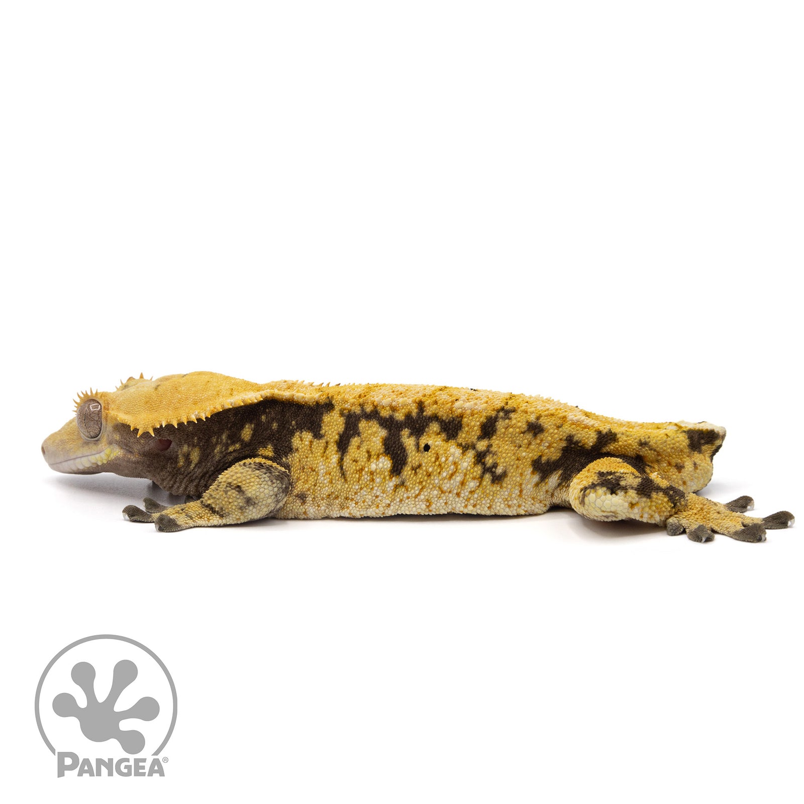 Male Tricolor Extreme Harlequin Crested Gecko Cr-2063