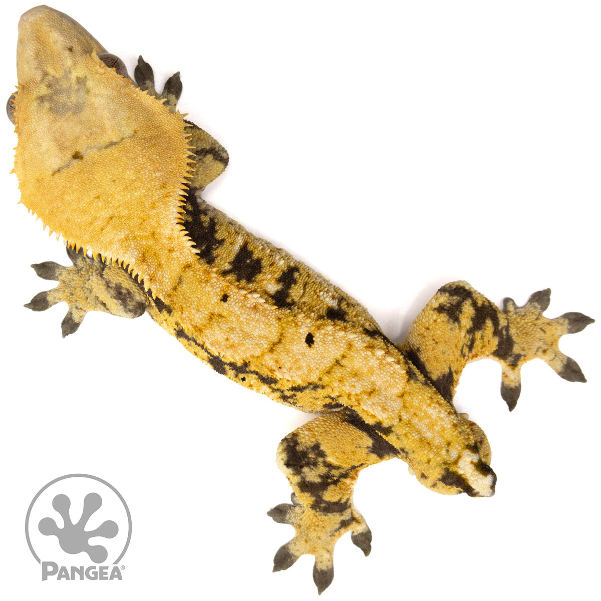 Male Tricolor Extreme Harlequin Crested Gecko Cr-2063