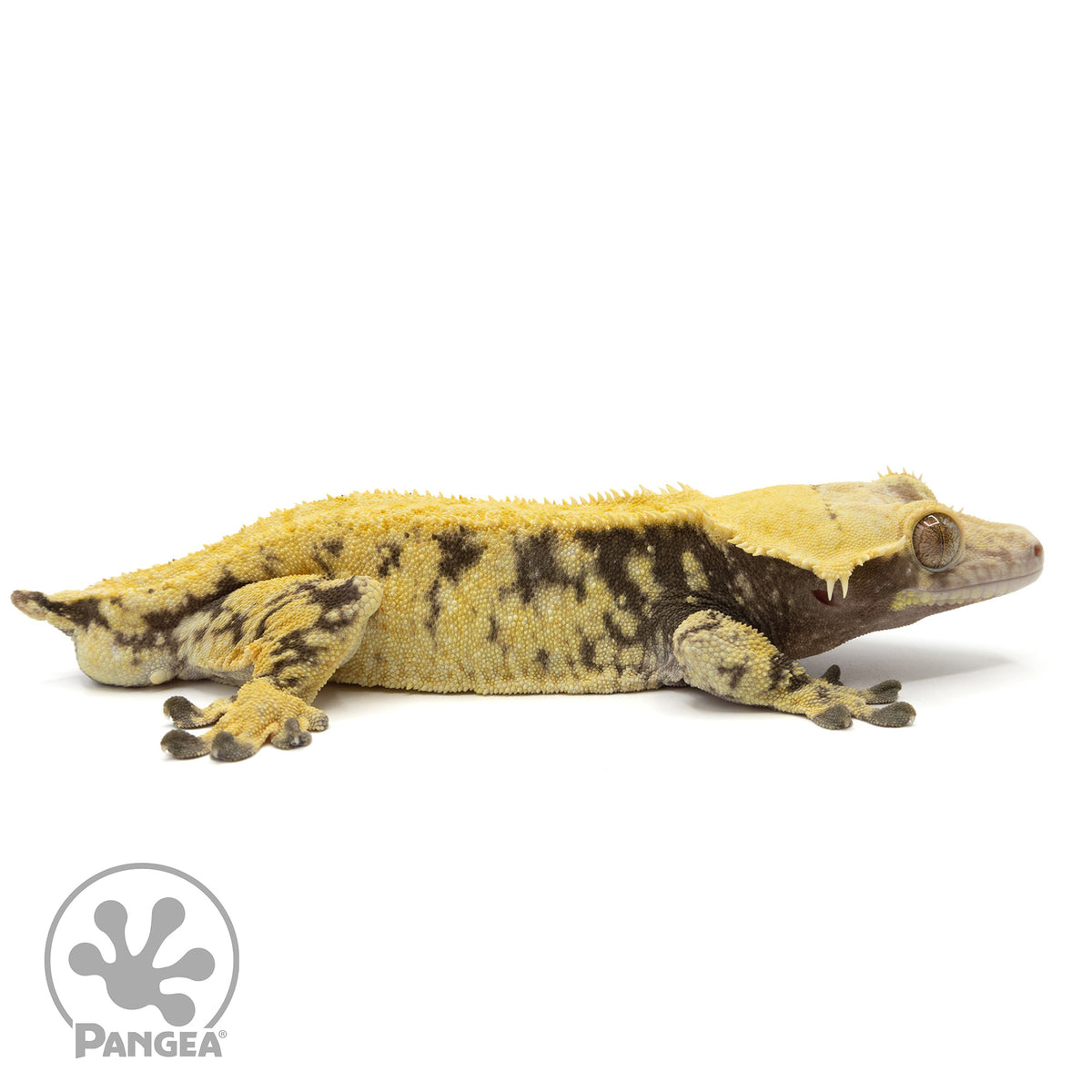 Cr-2064 facing right