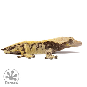 Cr-2070 facing right