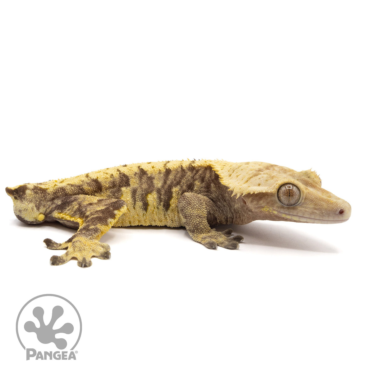 Cr-2071 facing right