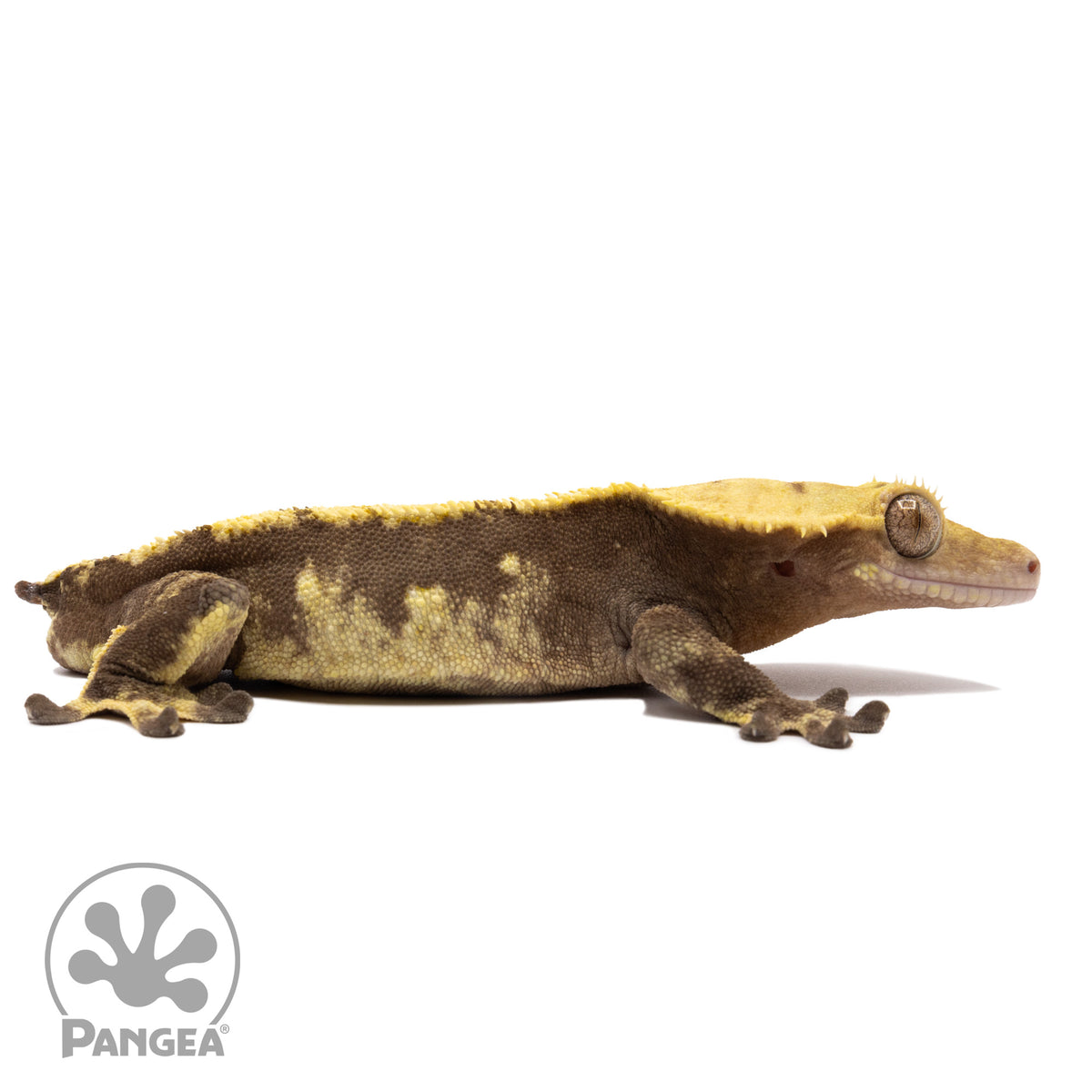 Cr-2072 facing right