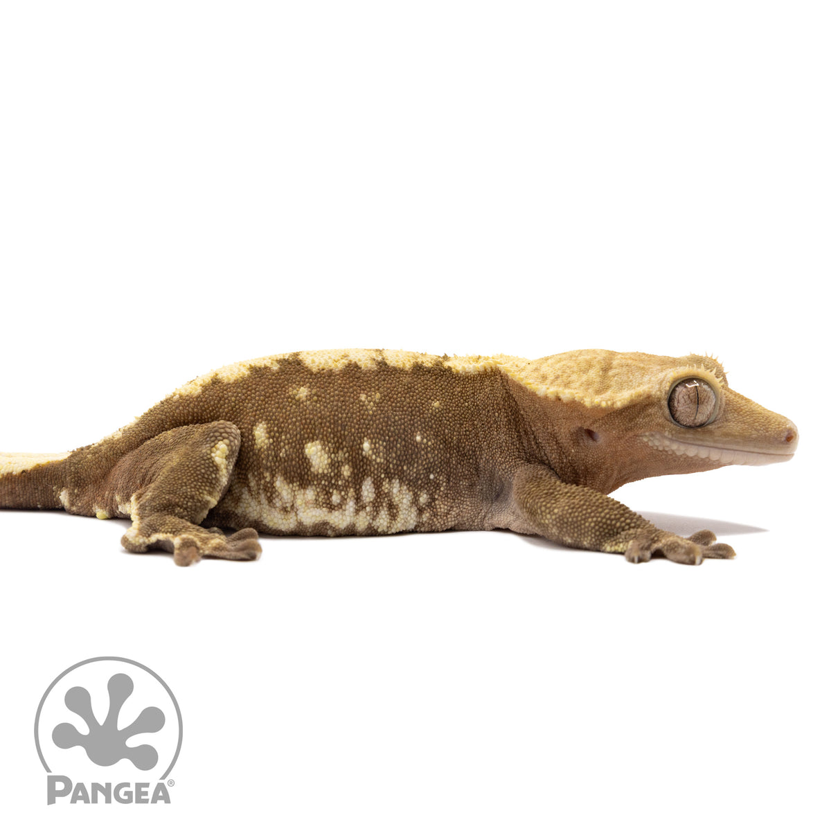 Cr-2079 facing right