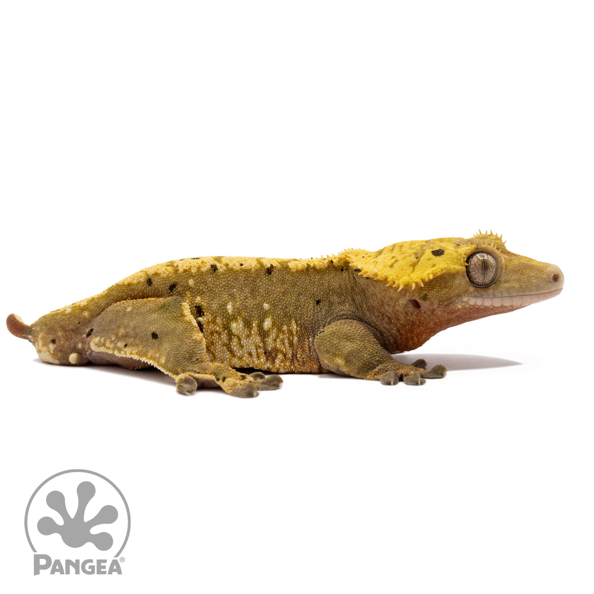 Cr-2080 facing right