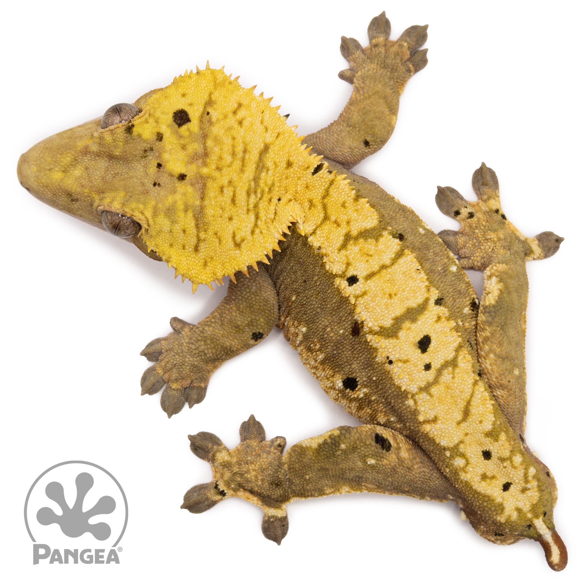 aglaonema crested gecko Male Harlequin Dalmatian Crested Gecko | Pangea Reptile | Cr-2080