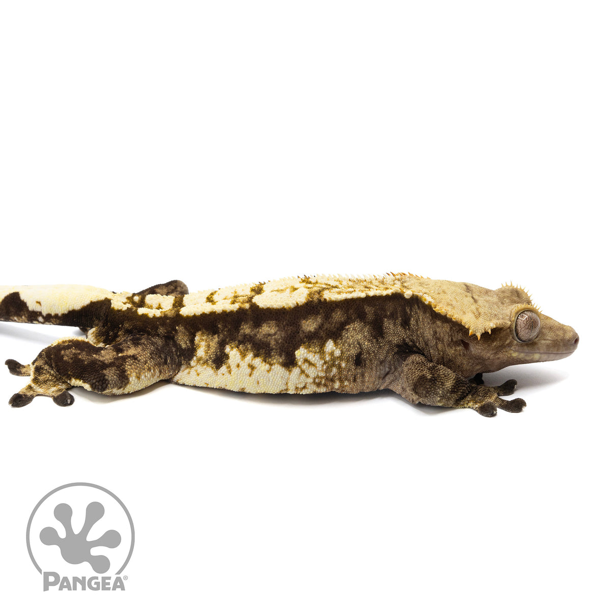 Cr-2087 facing right