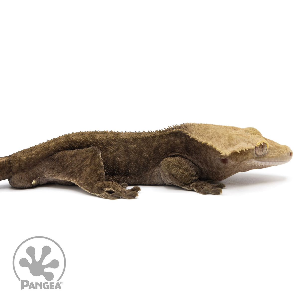 Cr-2089 facing right