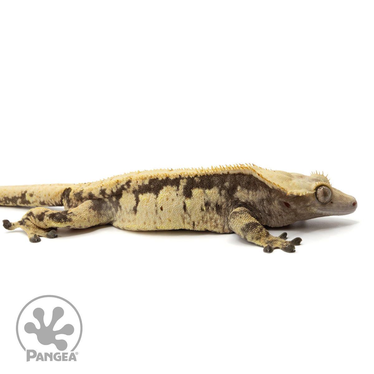 Cr-2092 facing right