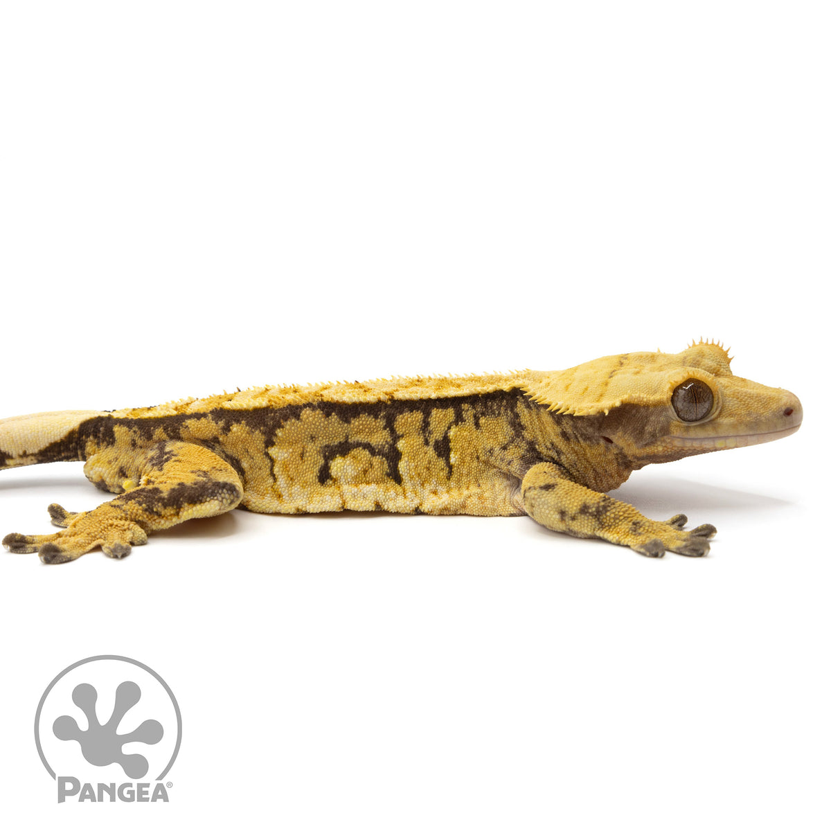 Cr-2093 facing right