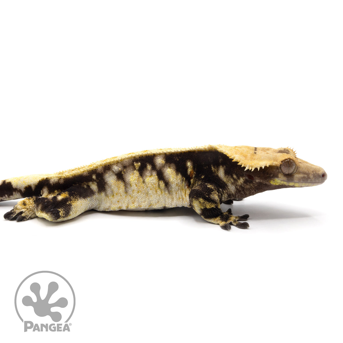 Cr-2106 facing right