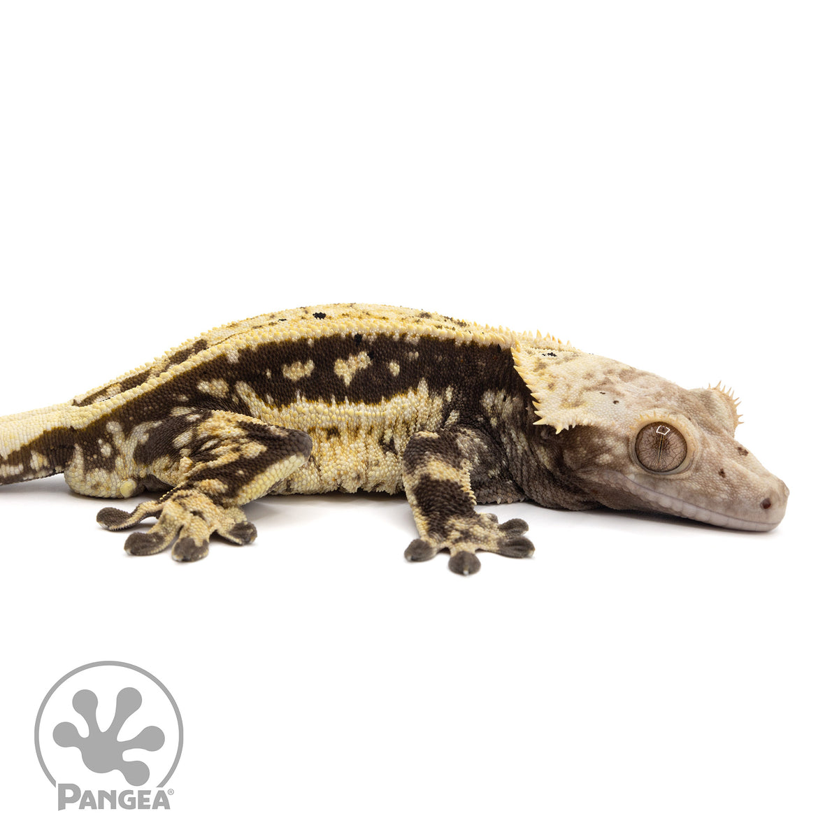 Cr-2109 facing right