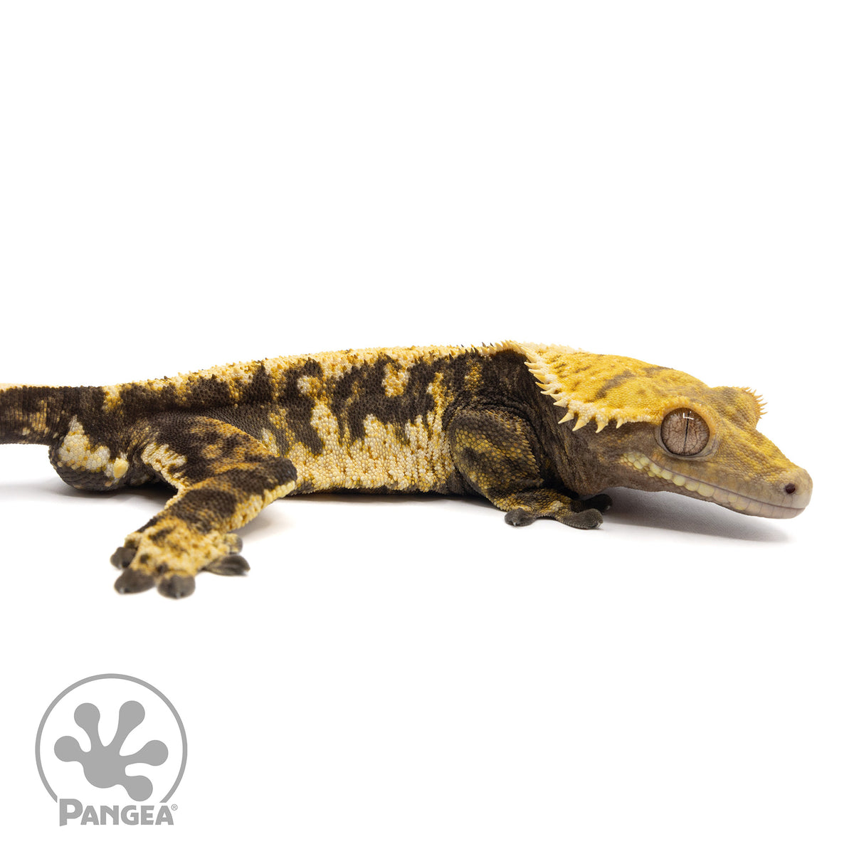 Cr-2118 facing right