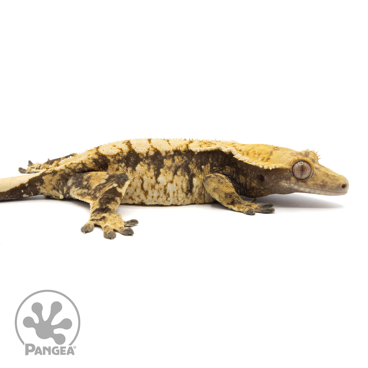 Cr-2121 facing right