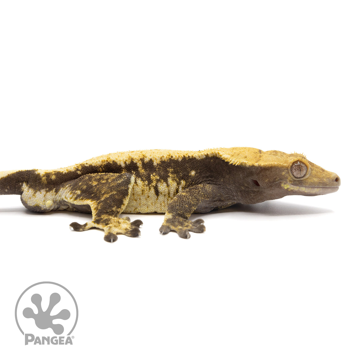 Cr-2122 facing right