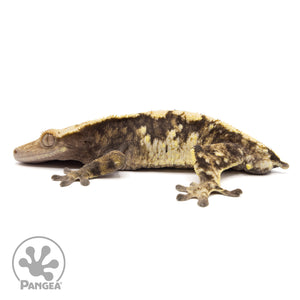 Male Extreme Harlequin Crested Gecko Cr-2128