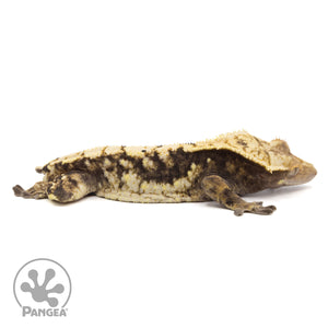 Male Extreme Harlequin Crested Gecko Cr-2128