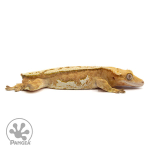 Male Whitewall Crested Gecko Cr-2130
