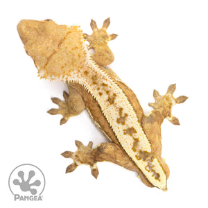Male Whitewall Crested Gecko Cr-2130