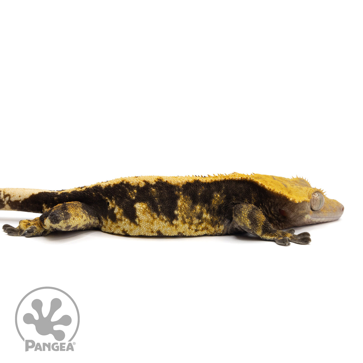 Cr-2145 facing right