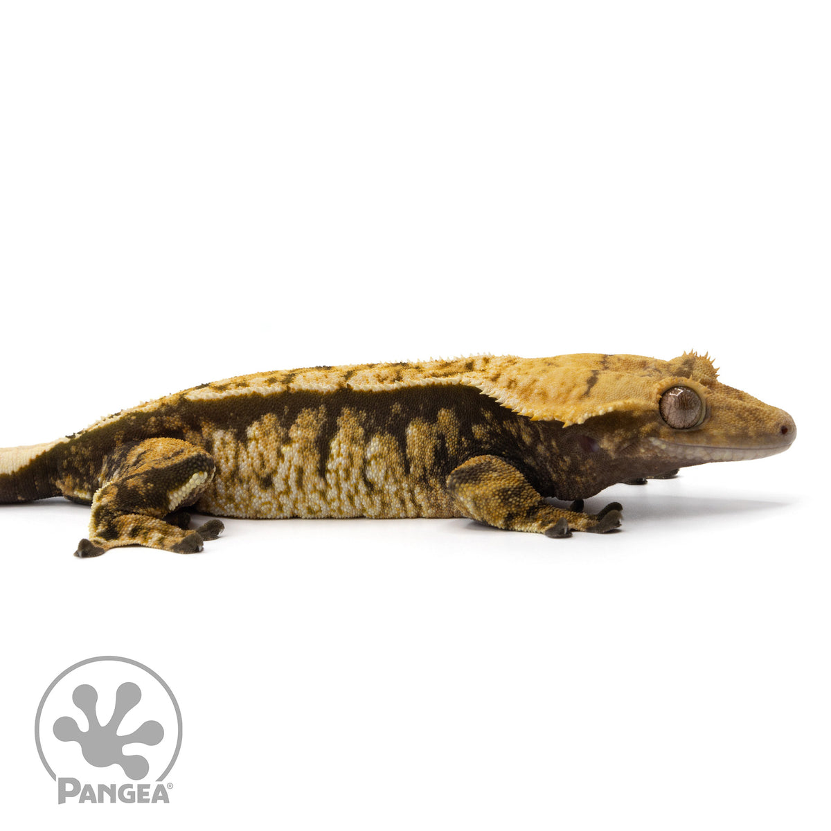 Cr-2146 facing right