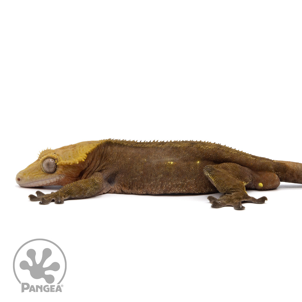 Male Dark Phantom Crested Gecko | Pangea Reptile | Cr-2152