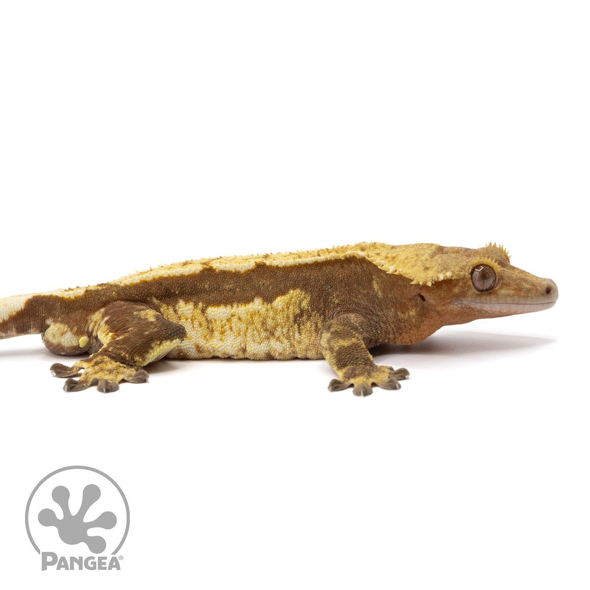 Cr-2153 facing right