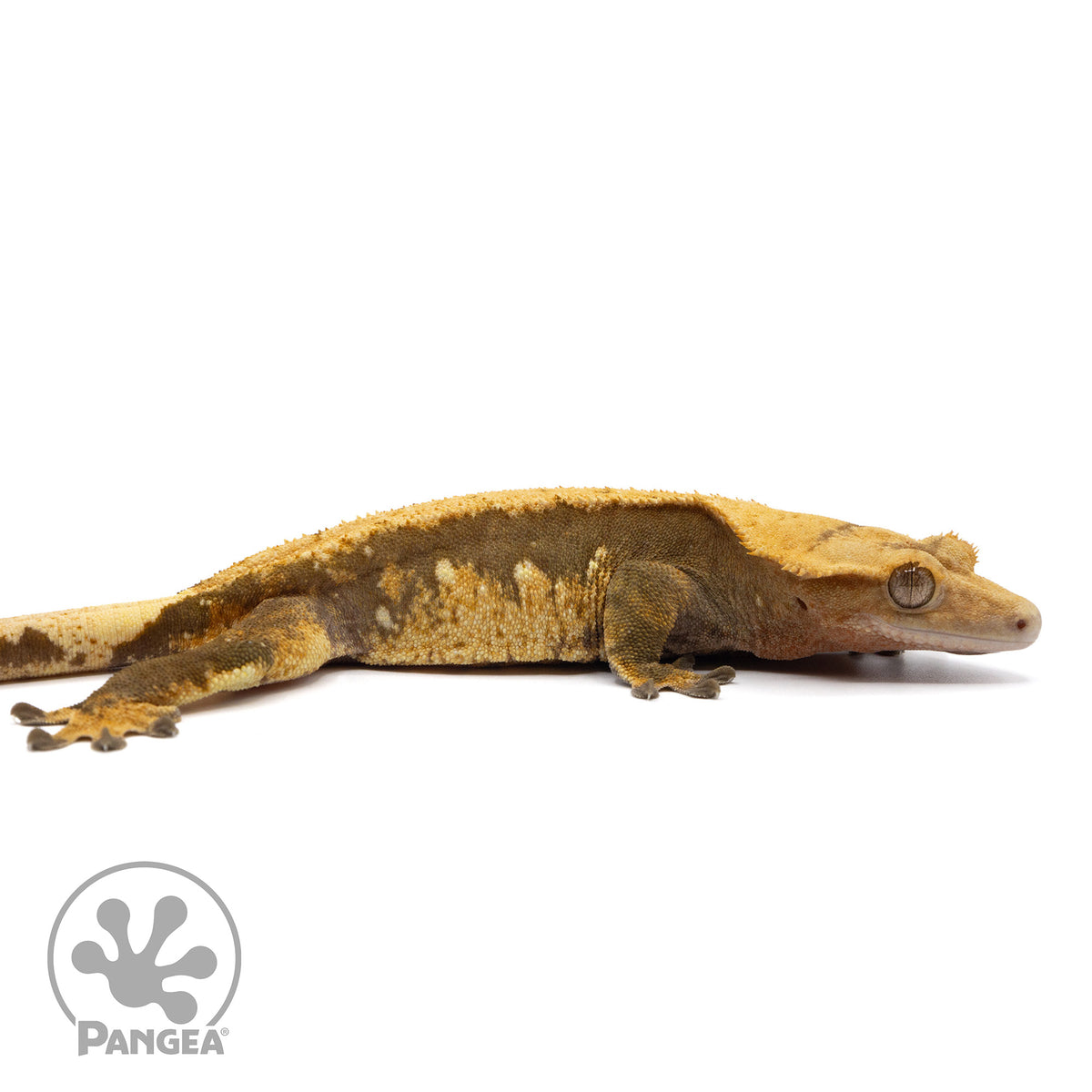 Cr-2154 facing right