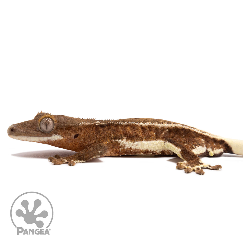 Male Frappuccino Crested Gecko Pangea Reptile Cr-2172 Pangea