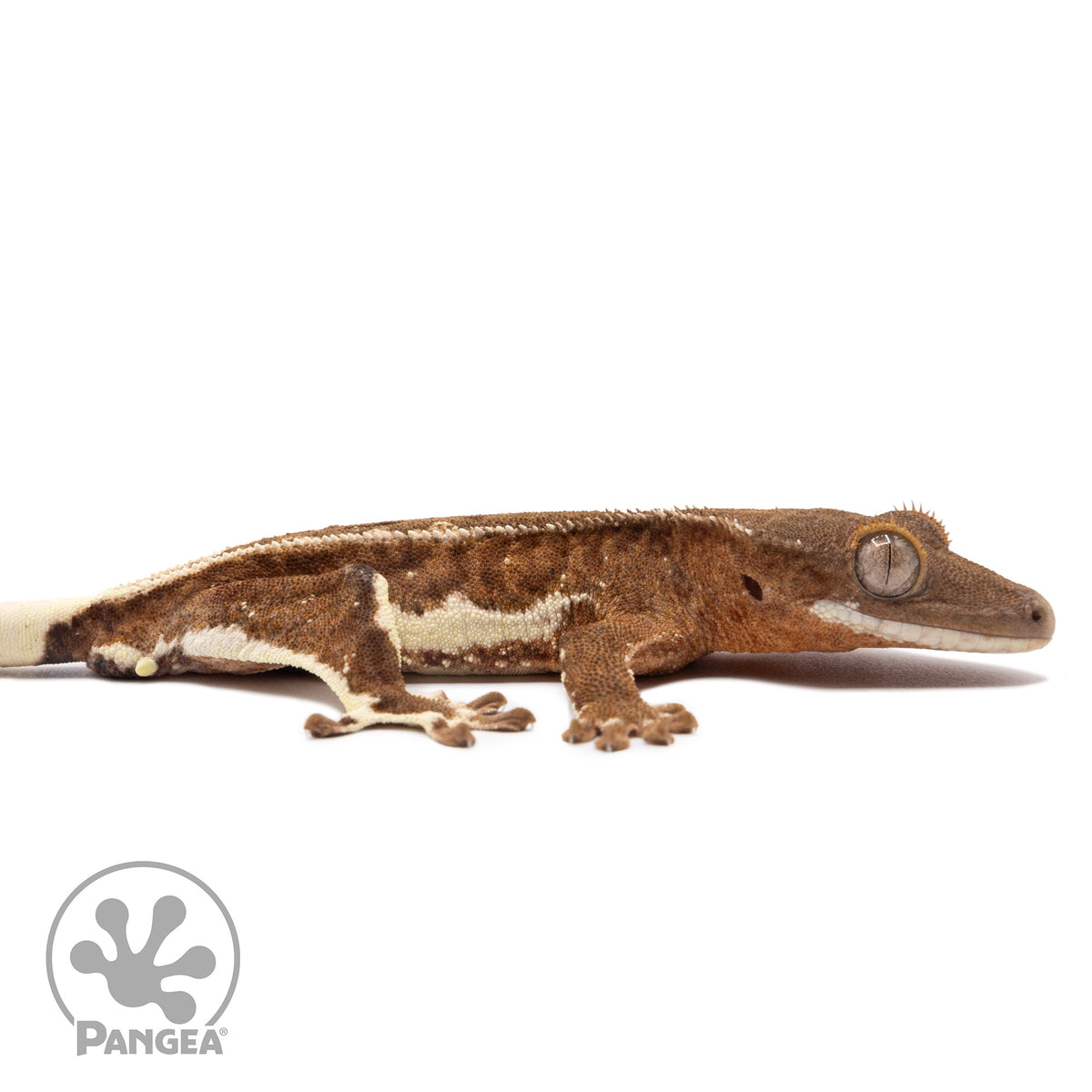 Cr-2172 facing right