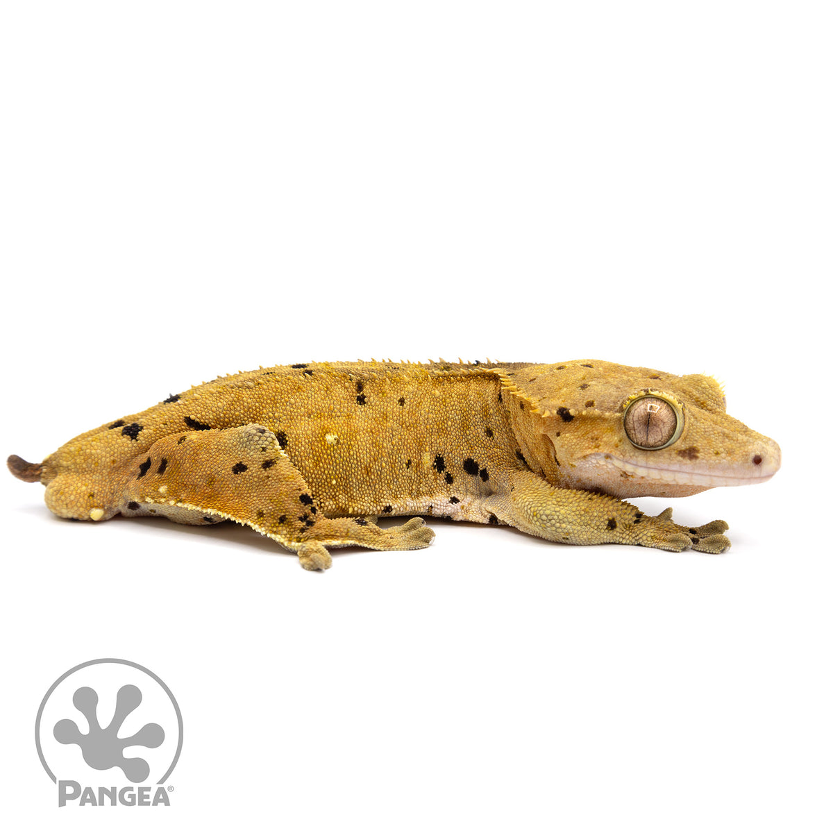 Cr-2196 facing right